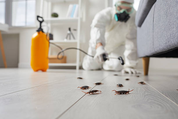 Commercial Kitchen Cockroach Control in Concordia